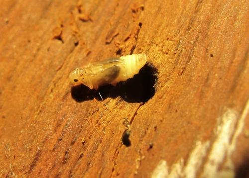 Réf. 259 599 : Agnathus decoratus